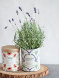 Lovely Lavender Box - Large